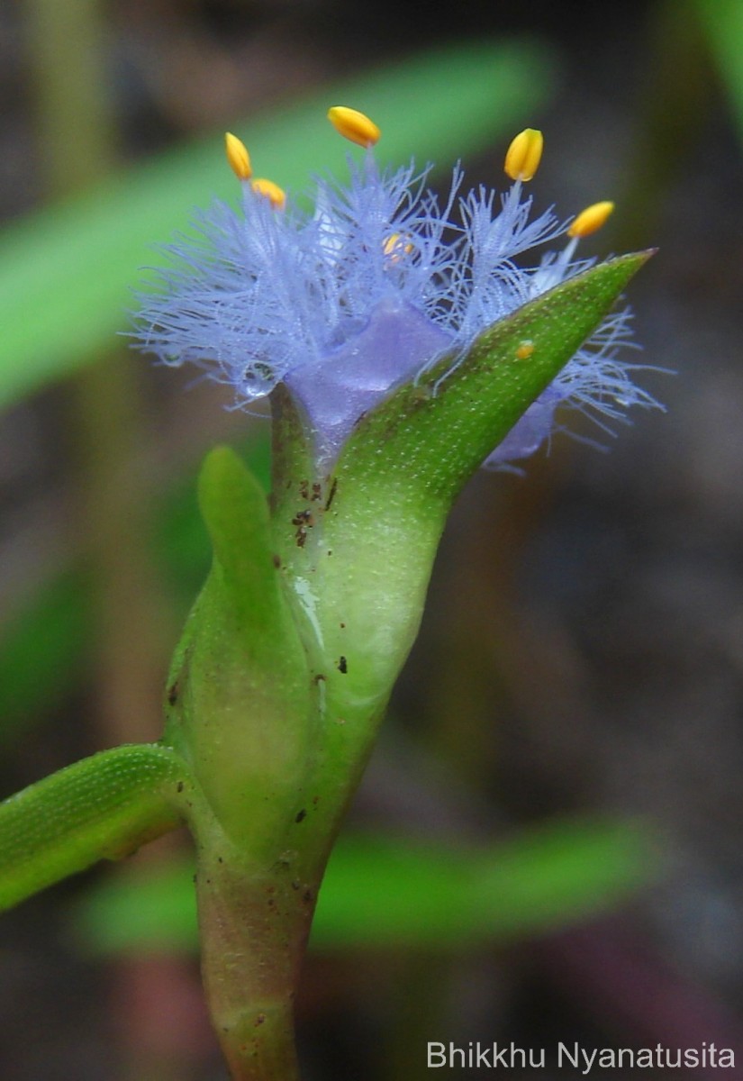 Cyanotis thwaitesii Hassk.